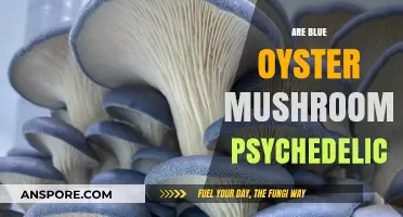 Blue Oyster Mushrooms: A Psychedelic Experience?