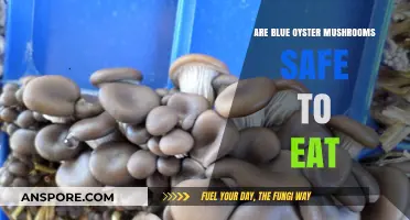 Are Blue Oyster Mushrooms Safe? A Complete Edibility Guide