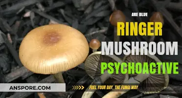 Magic Mushrooms: Are Blue Ringers Psychoactive?