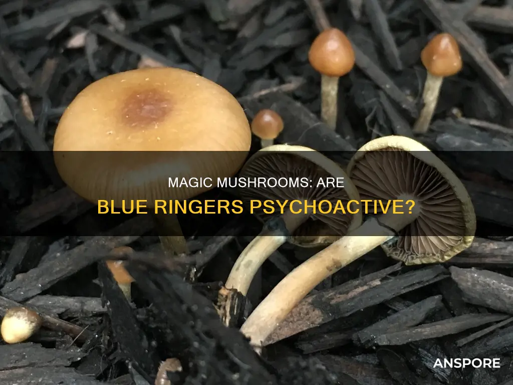 are blue ringer mushrooms psychoactive
