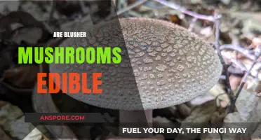 Are Blusher Mushrooms Safe to Eat? A Comprehensive Guide
