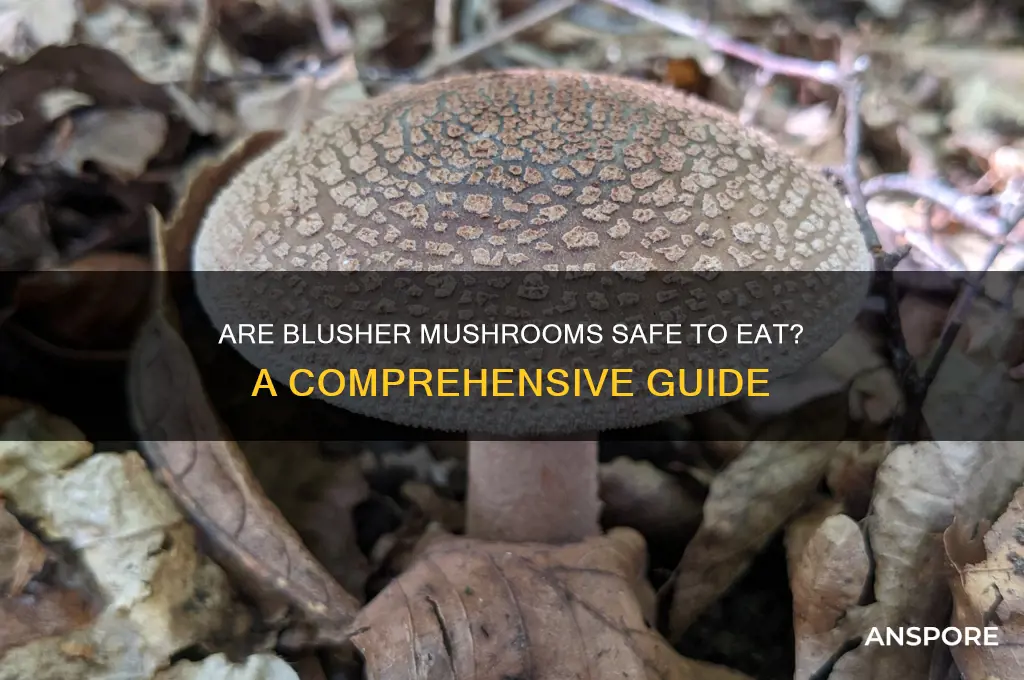 are blusher mushrooms edible