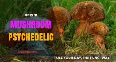 Psychedelic Bolete Mushrooms: Hallucinations or Hoax?