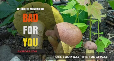 Are Bolete Mushrooms Safe? Debunking Myths and Health Concerns