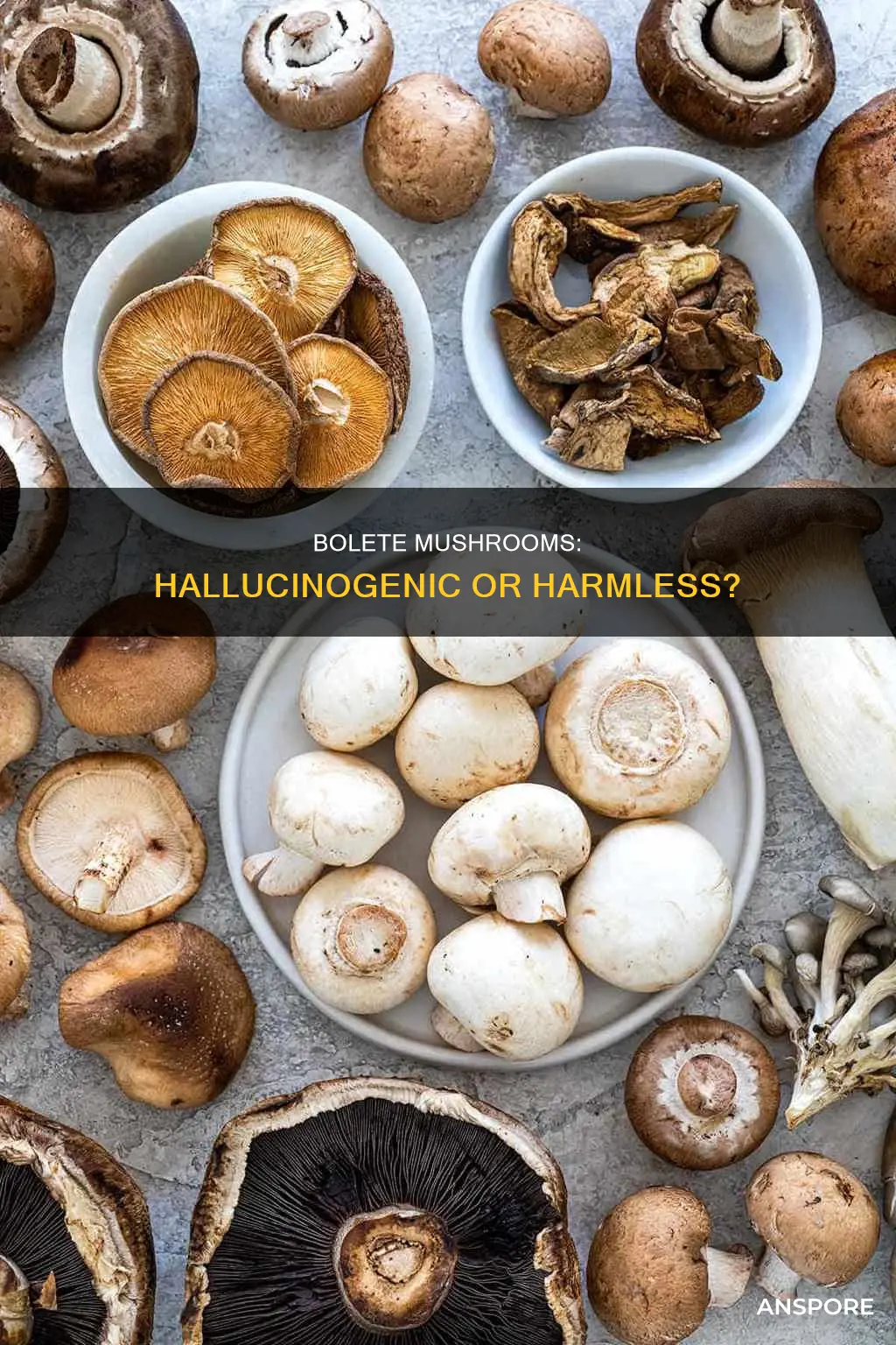 are bolete mushrooms hallucinogenic