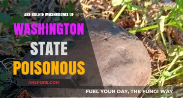 Are Washington State's Bolete Mushrooms Safe to Eat?