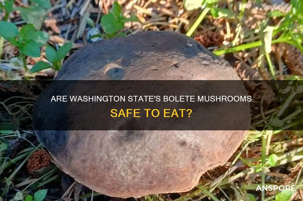 are bolete mushrooms of washington state poisonous