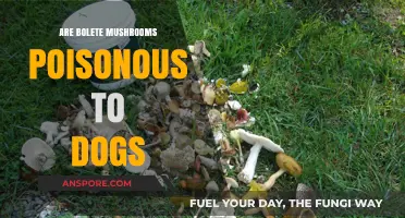 Are Bolete Mushrooms Safe for Dogs? A Toxicity Guide