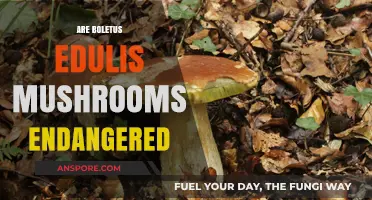 The Fate of Boletus Edulis Mushrooms