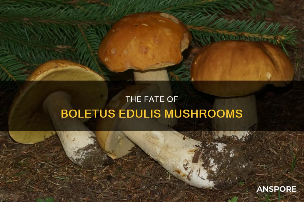 are boletus edulis mushrooms endangered