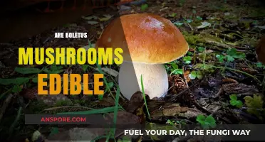 Are Boletus Mushrooms Edible? A Guide to Safe Identification and Consumption
