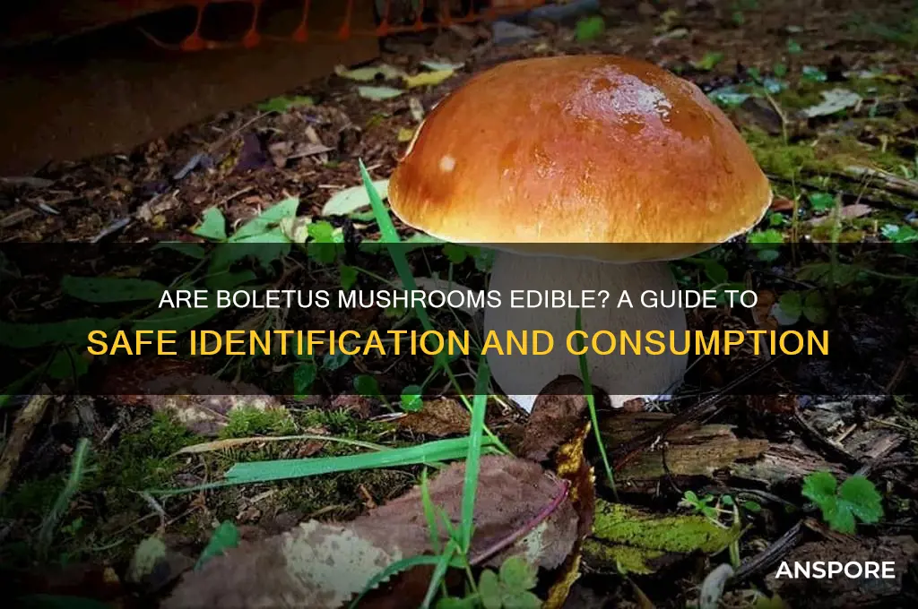 are boletus mushrooms edible