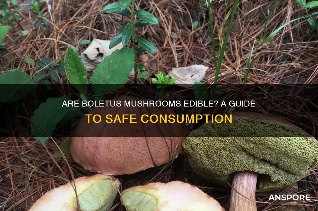 are boletus mushrooms good to eat