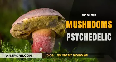 Psychedelic Effects of Boletus Mushrooms: Myth or Reality?