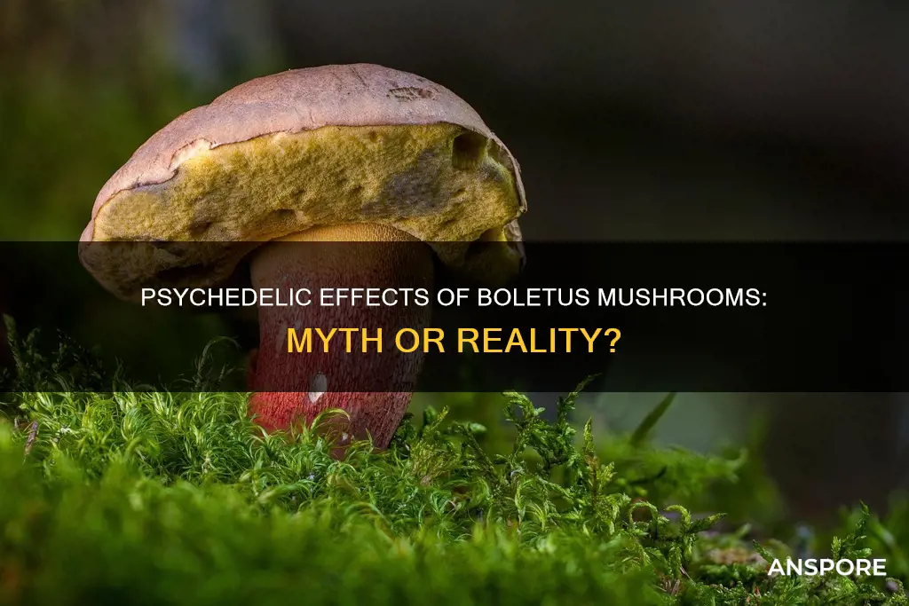 are boletus mushrooms psychedelic