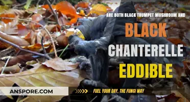 Black Trumpet vs. Black Chanterelle: Are Both Mushrooms Safe to Eat?