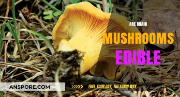 Are Brain Mushrooms Edible? Exploring Safety and Culinary Potential