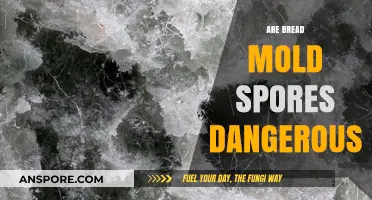 Bread Mold Spores: Are They a Hidden Health Hazard?