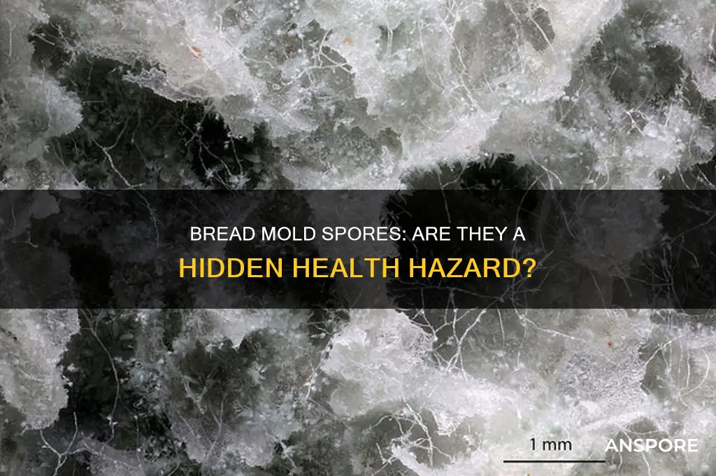 are bread mold spores dangerous