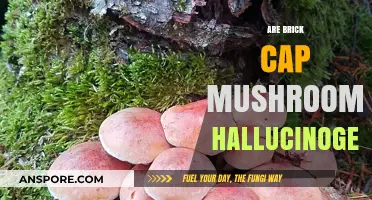 Psychedelic Brick Caps: Hallucinogenic or Not?