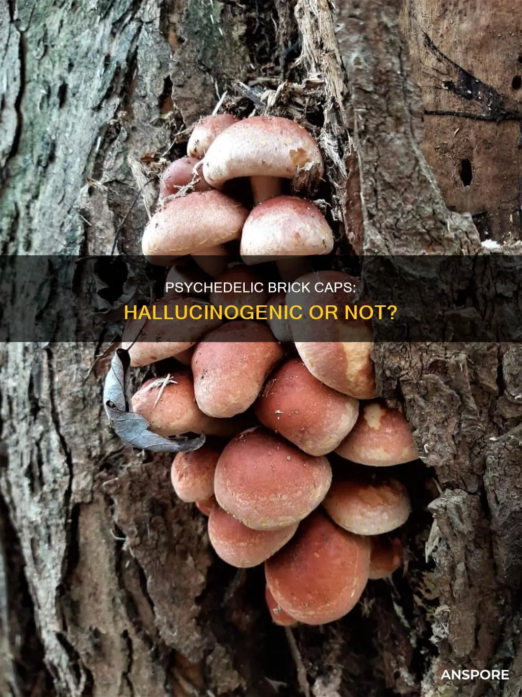 are brick cap mushrooms hallucinogenic