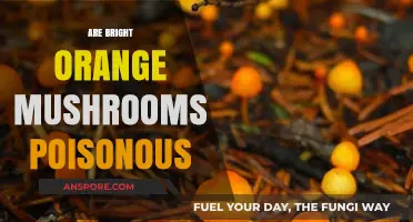 Bright Orange Mushrooms: Poisonous or Safe to Touch and Eat?