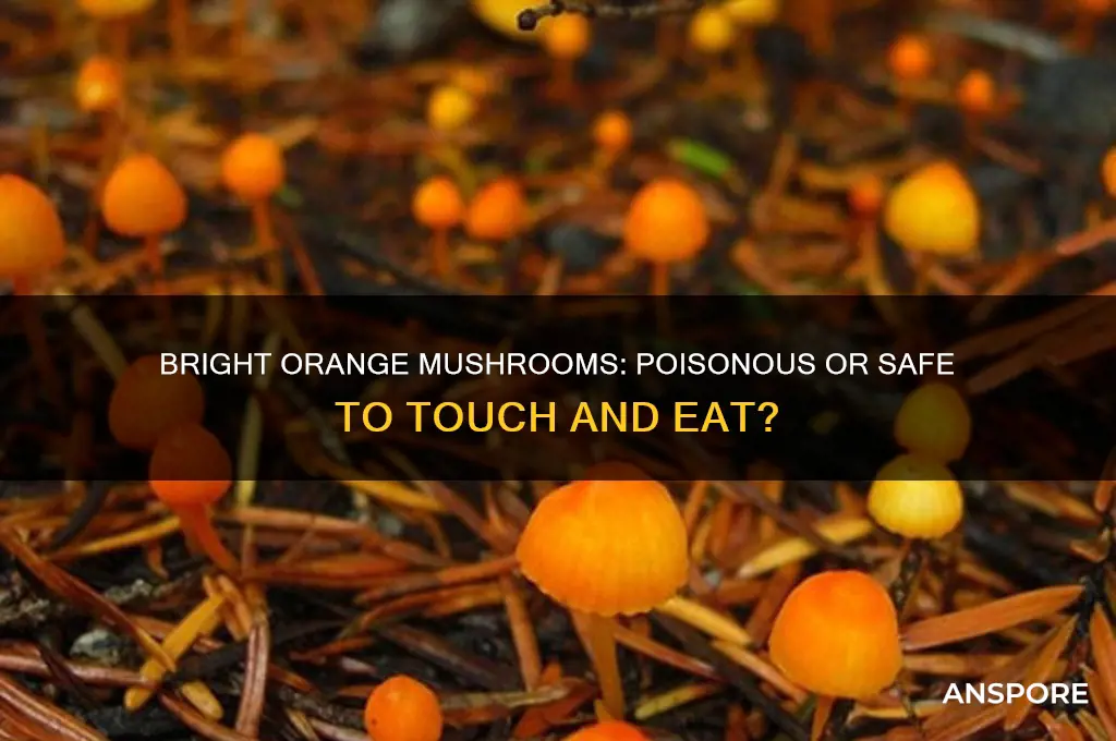 are bright orange mushrooms poisonous
