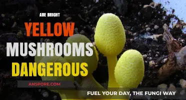 Mushroom Alert: Bright Yellow Fungi Safety