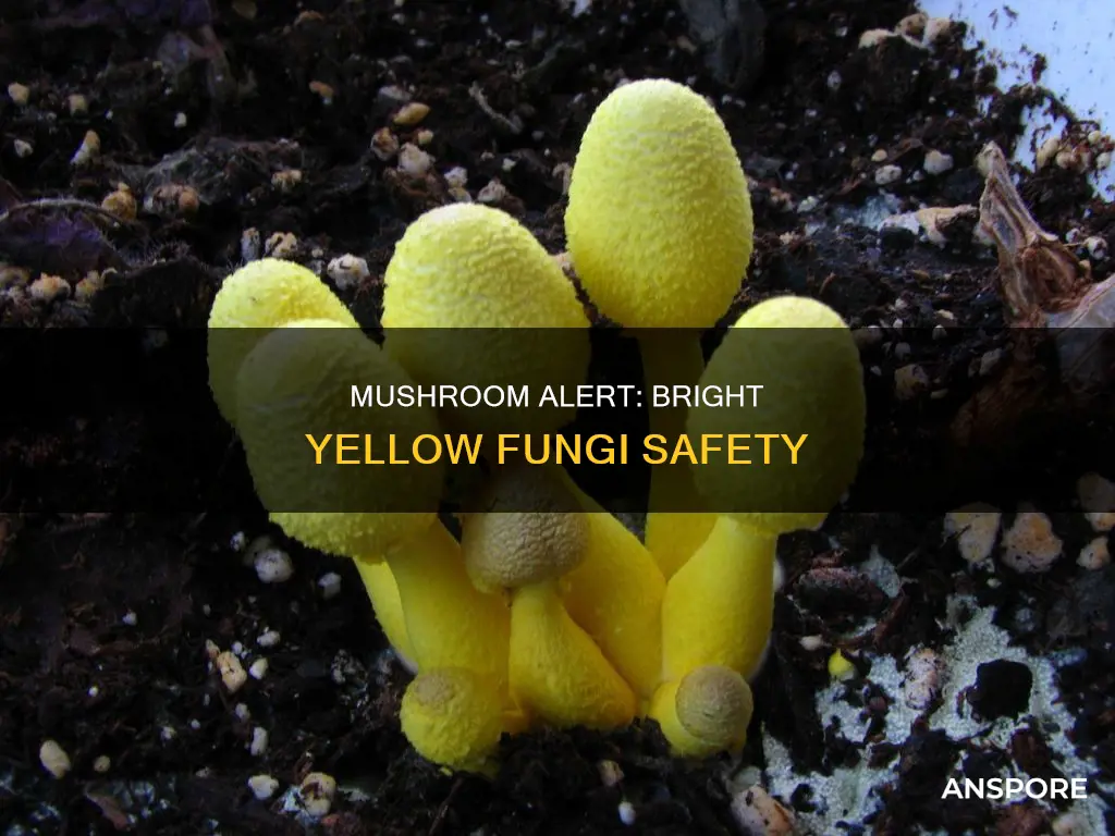 are bright yellow mushrooms dangerous