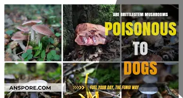 Brittlestem Mushrooms and Dogs: Are They a Toxic Danger?