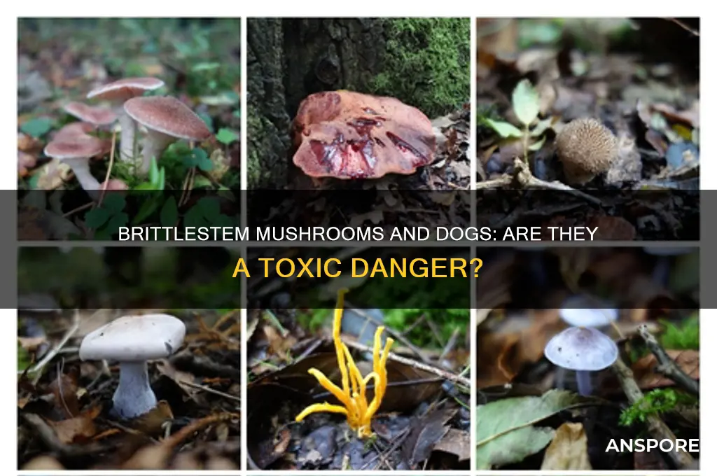 are brittlestem mushrooms poisonous to dogs