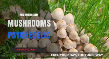 Exploring the Psychedelic Nature of Brittle Stem Mushrooms