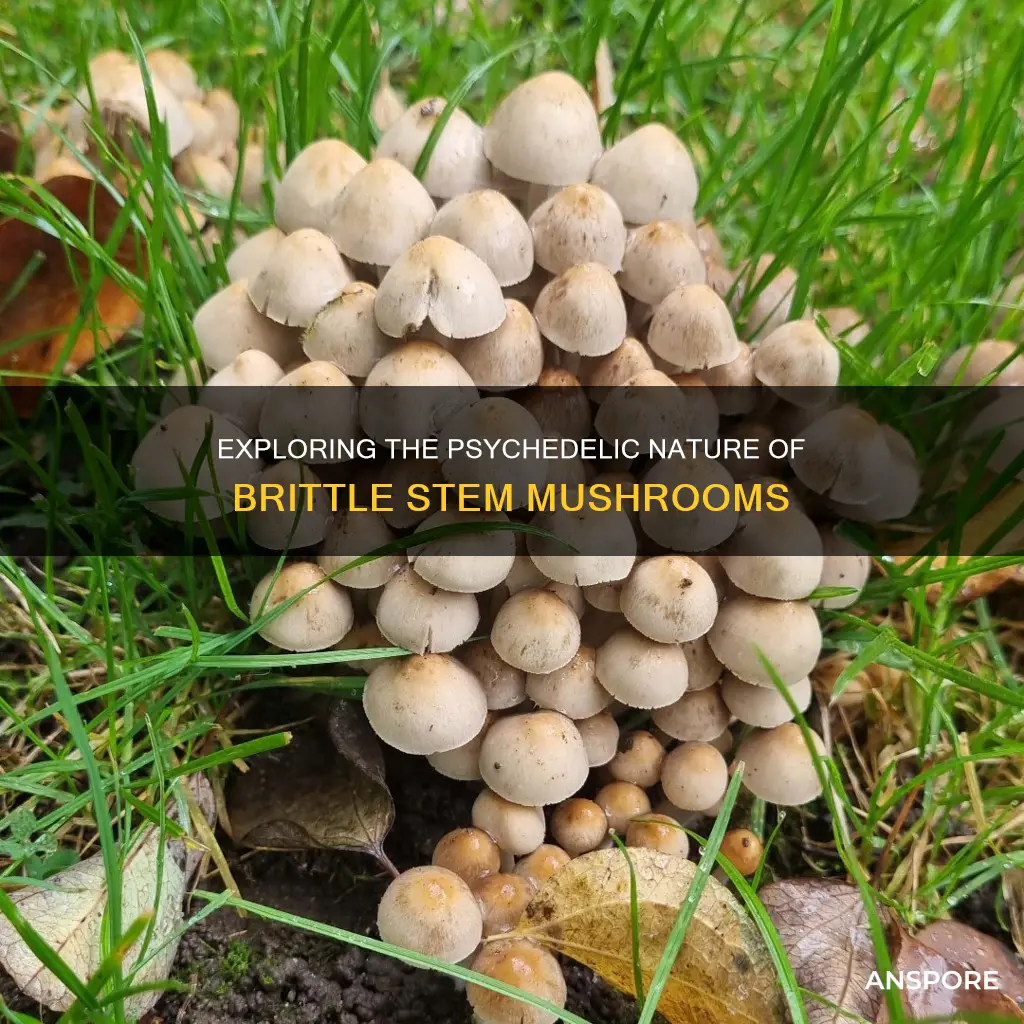 are brittlestem mushrooms psychedelic