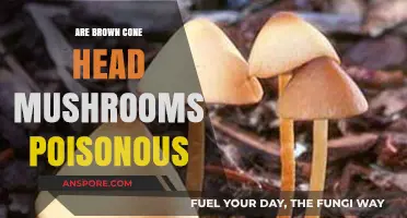 Are Brown Cone Head Mushrooms Poisonous? A Safety Guide