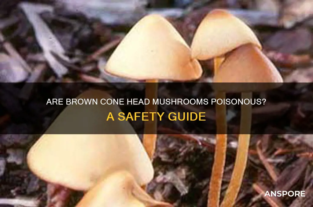 are brown cone head mushrooms poisonous