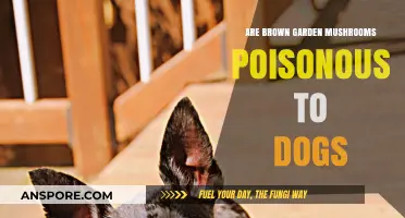 Are Brown Garden Mushrooms Poisonous to Dogs? What You Need to Know
