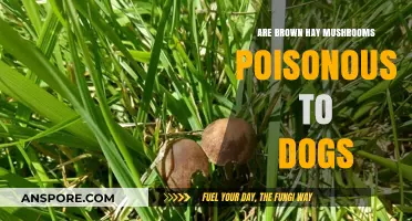 Are Brown Hay Mushrooms Poisonous to Dogs? Essential Safety Tips