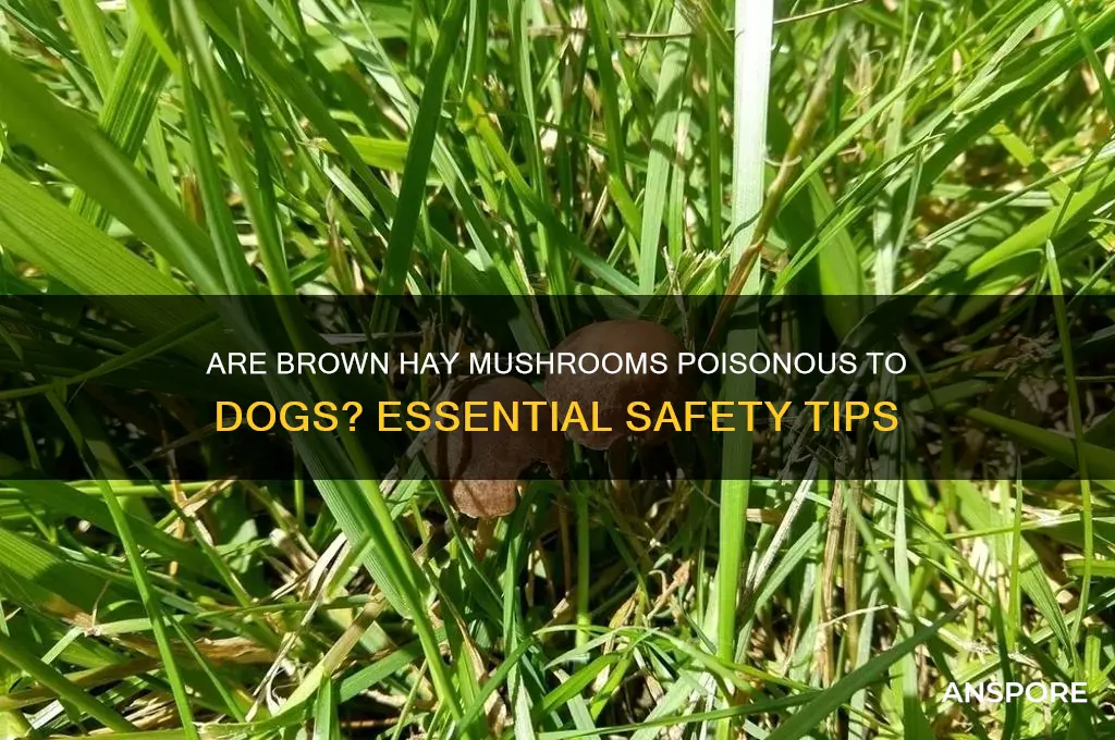are brown hay mushrooms poisonous to dogs