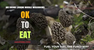 Can You Safely Eat Brown Morale Mushrooms? A Guide