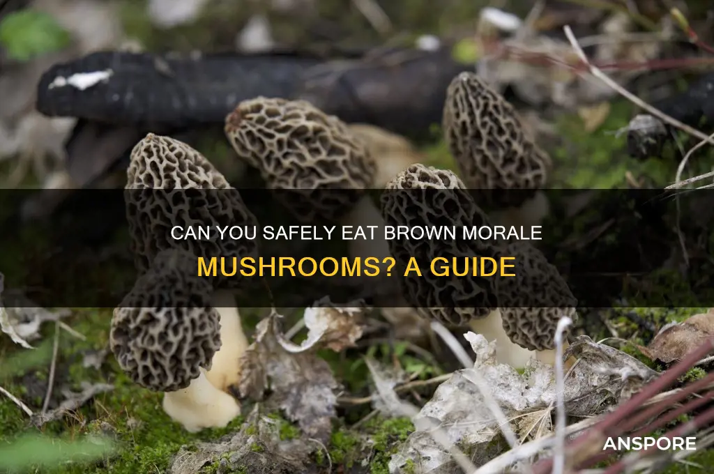 are brown looking morale mushrooms ok to eat