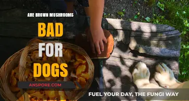 Are Brown Mushrooms Toxic to Dogs? A Pet Owner's Guide