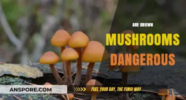 Brown Mushrooms: Are They Safe to Eat?