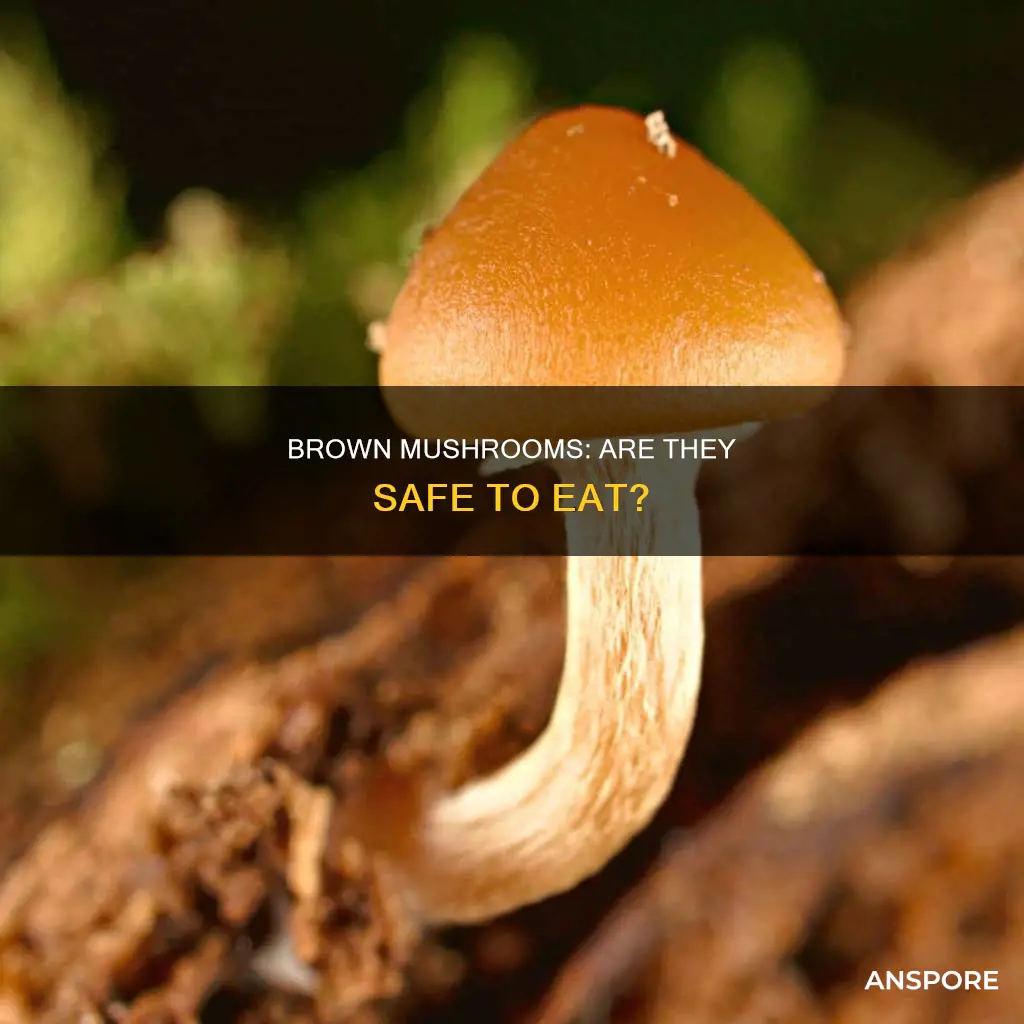 are brown mushrooms dangerous