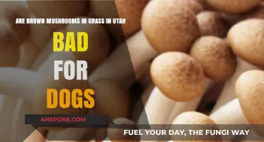 Utah's Brown Grass Mushrooms: Are They Harmful to Dogs?