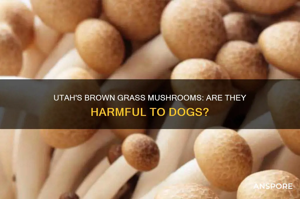 are brown mushrooms in grass in utah bad for dogs