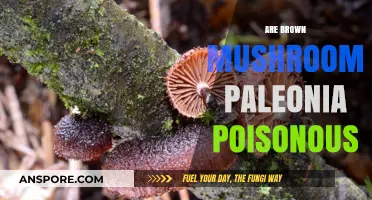 Are Paleonia's Brown Mushrooms Poisonous? A Comprehensive Guide