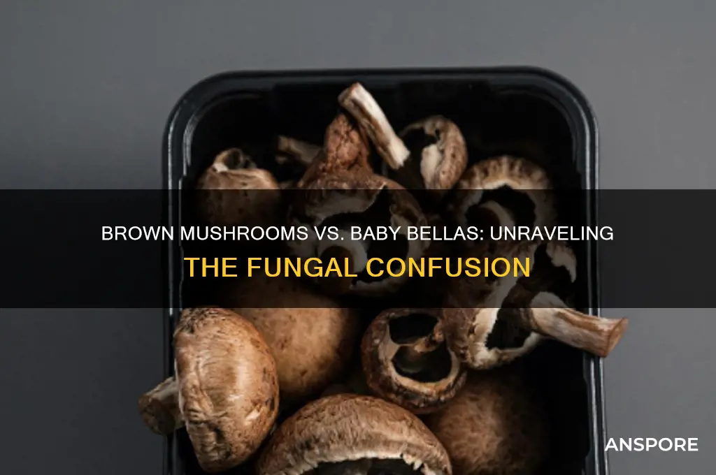 are brown mushrooms the same as baby bella