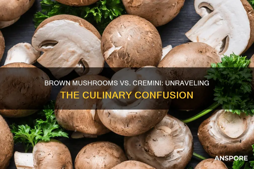 are brown mushrooms the same as cremini