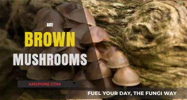 Brown Mushrooms: Edible or Toxic?