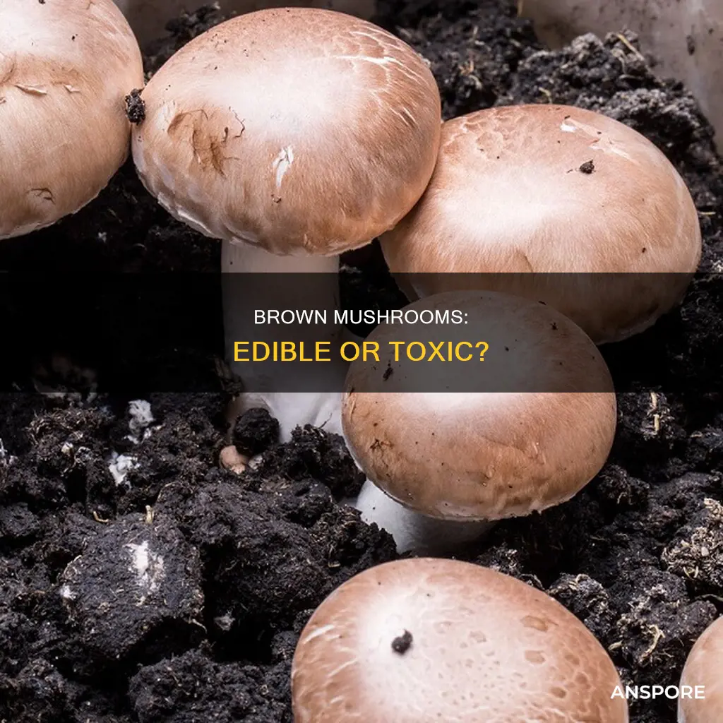 are brown mushrooms
